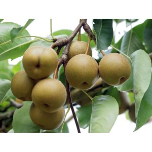 Ázijská hruška (Pyrus pyrifolia) ´Kosui´, výška: 80-110 cm, voľnokorenná